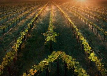 Star Trek Picard neuer Trailer Data Seven of Nine