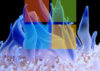 Microsoft Korallenriff Datenzentrum