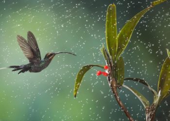 Windows 10 – Neues Monsoons Wallpaper-Set im Store