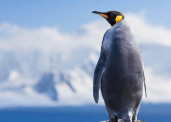 Earth Day 2020 – Microsoft veröffentlicht neue Wallpaper-Sets
