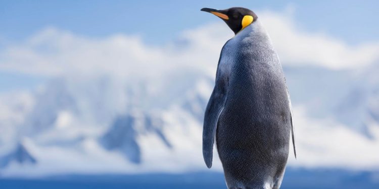 Earth Day 2020 – Microsoft veröffentlicht neue Wallpaper-Sets