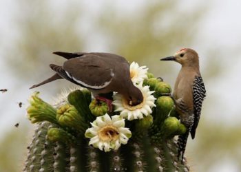 Cactus Flowers – Neues Theme für euch im Microsoft Store