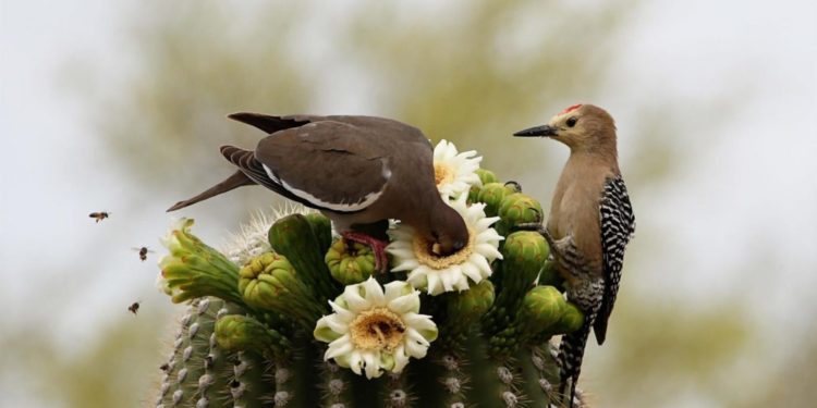 Cactus Flowers – Neues Theme für euch im Microsoft Store