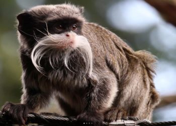 Amazon Wildlife PREMIUM – Neues Windows 10 Wallpaper-Set für euch im Store