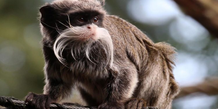 Amazon Wildlife PREMIUM – Neues Windows 10 Wallpaper-Set für euch im Store